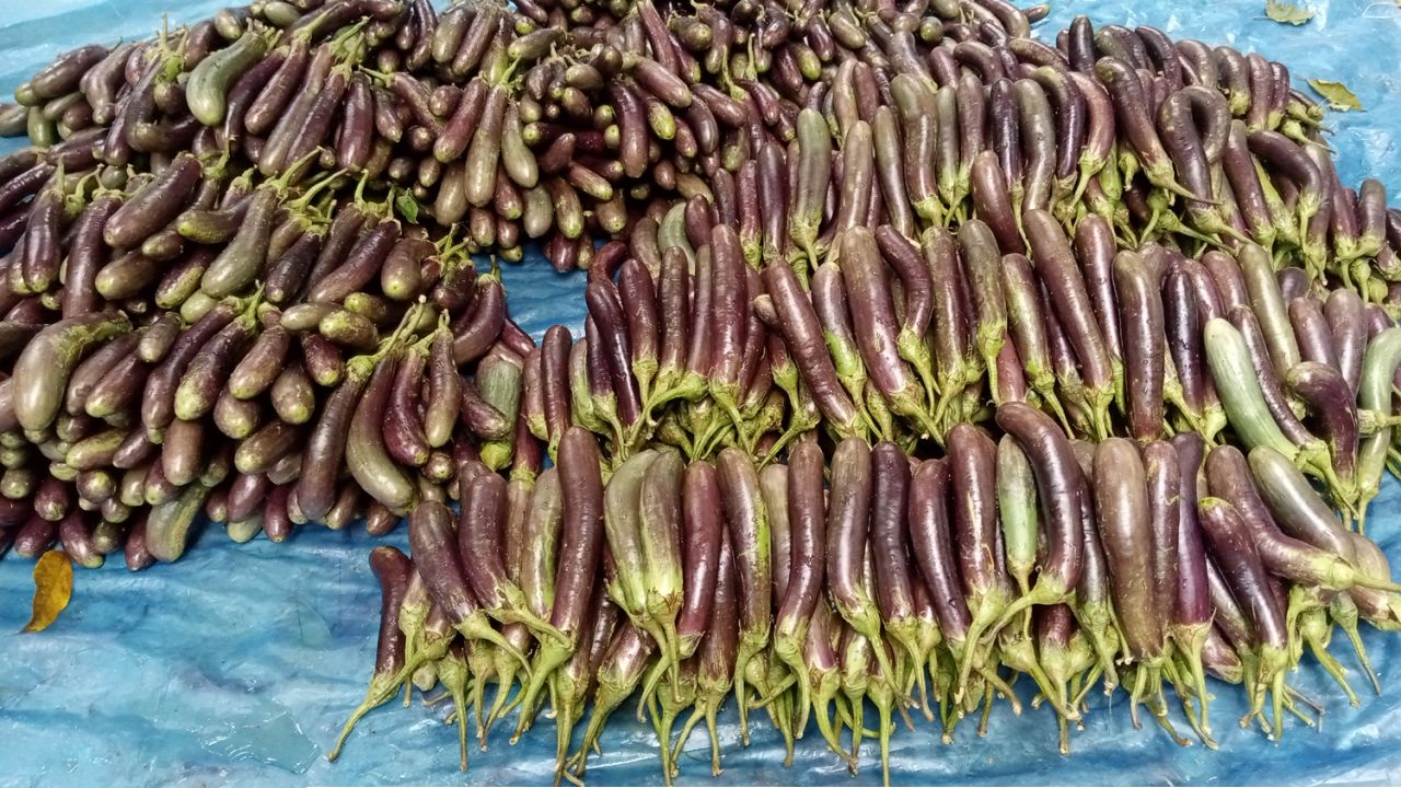 চিরিরবন্দরে বেগুনের বাম্পার ফলন 