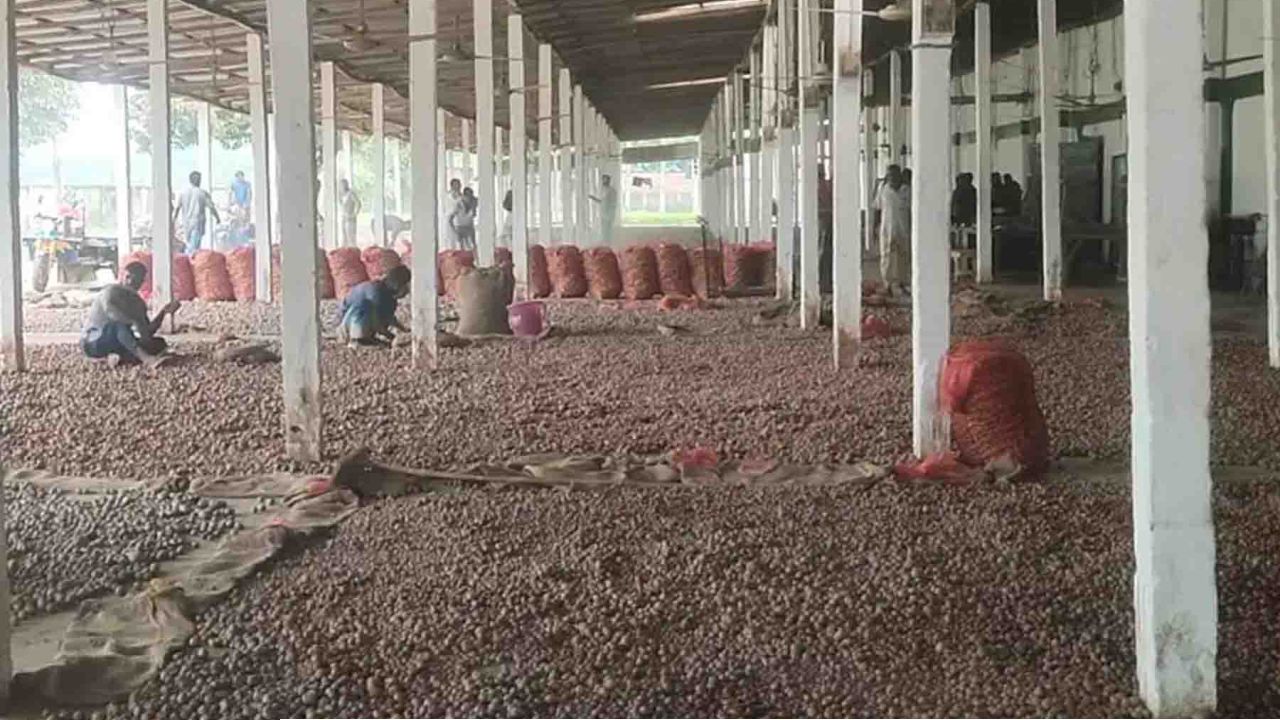 বিদ্যুতের ঘন ঘন লোডশেডিংয়ে হিমাগারে রাখা আলু নিয়ে শঙ্কিত কৃষক