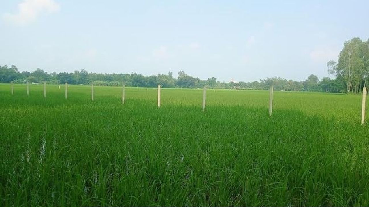 নীলফামারীতে সারের সরবরাহ স্বাভাবিক সময়ের মধ্যে আমন আবাদের লক্ষ্যমাত্রা অর্জন