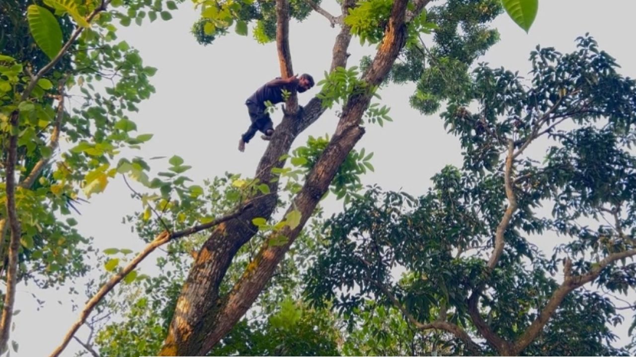 ক্র্যাচে ভর দিয়ে হাঁটেন, তবু সংসারের জন্য গাছের মগডালে একরামুল!