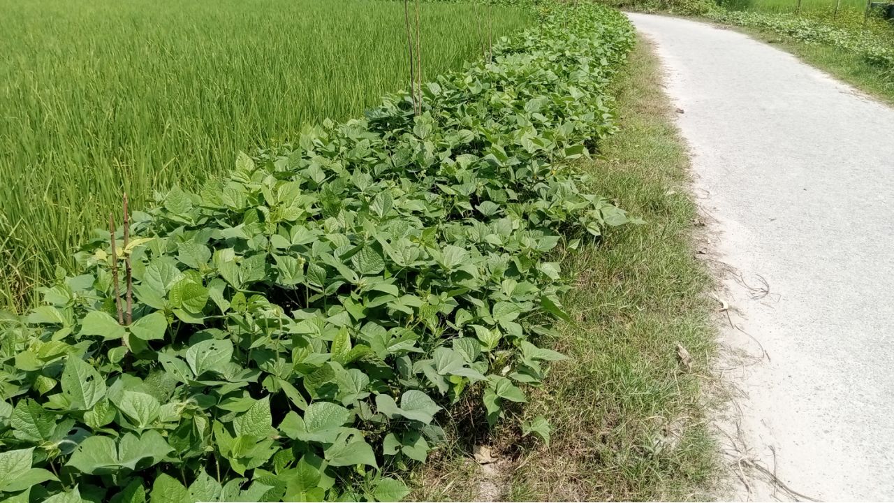 চিরিরবন্দরে মাষকলাই চাষে কৃষকের বাড়তি আয়