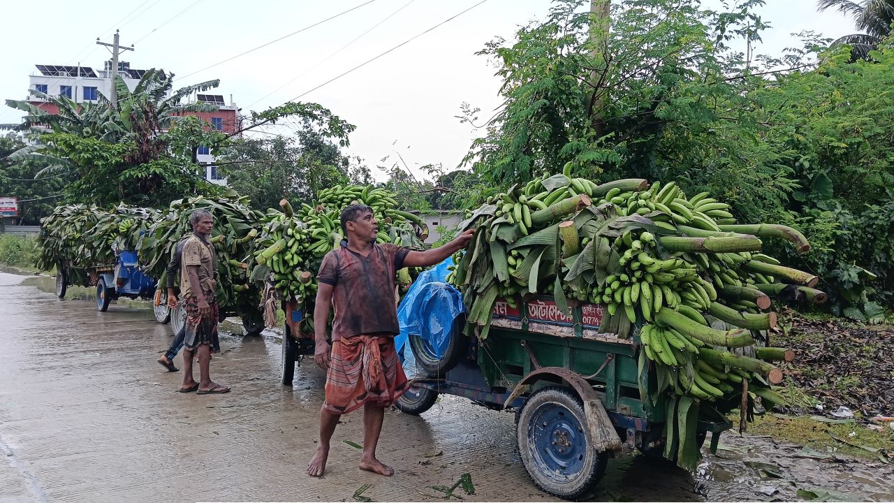 কলা চাষে রংপুরের নতুন সম্ভাবনা, বাধা ফড়িয়া আর সংরক্ষণ সংকট